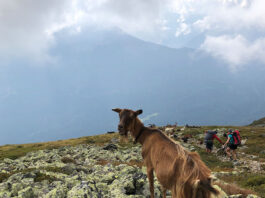 Zams nach Wenns; Alpenüberquerung E5