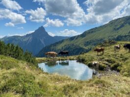 Kat-Walk Kitzbüheler Alpen