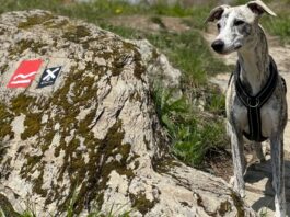 Rothaarsteig mit Hund wandern