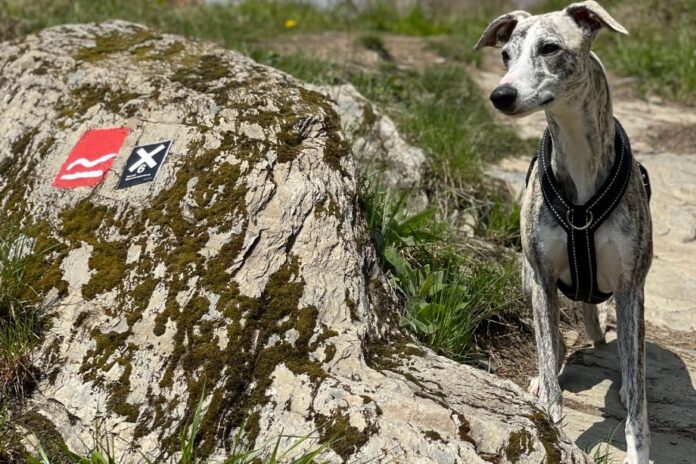rothaarsteig-mit-hund-whippet Rothaarsteig mit Hund wandern