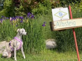 Albsteig Schwarzwald Wandern mit Hund