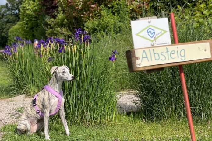 Albsteig Schwarzwald Wandern mit Hund
