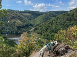 Wandern-naturwanderpark-dlux-eifel