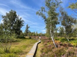 Wandern hohes Venn