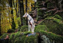 Wandern im Westerwald: 4 herbstliche Wandertouren mit Hund Wandern im Westerwald mit Hund im Herbst