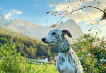Alpenüberquerung Garmisch-Meran mit Hund: 7 unverzichtbare Wanderhighlights alpenüberquerung garmisch meran