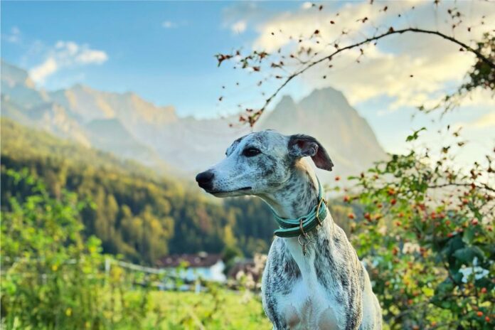 alpenüberquerung garmisch meran