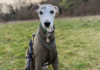 Kreuzbandriss beim Whippet: Astas langer Weg zurück auf den Trail Asta, ein Whippet-Mädchen mit einem olivefarbenen Mantel und Geschirr, sitzt auf einer Wiese und schaut direkt in die Kamera. Dies ist das Titelbild für einen Erfahrungsbericht über ihren Kreuzbandriss und ihre TPLO-Operation.