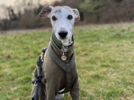 Kreuzbandriss beim Whippet: Astas langer Weg zurück auf den Trail Asta, ein Whippet-Mädchen mit einem olivefarbenen Mantel und Geschirr, sitzt auf einer Wiese und schaut direkt in die Kamera. Dies ist das Titelbild für einen Erfahrungsbericht über ihren Kreuzbandriss und ihre TPLO-Operation.