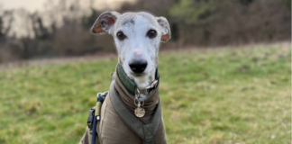 Kreuzbandriss beim Whippet: Astas langer Weg zurück auf den Trail Asta, ein Whippet-Mädchen mit einem olivefarbenen Mantel und Geschirr, sitzt auf einer Wiese und schaut direkt in die Kamera. Dies ist das Titelbild für einen Erfahrungsbericht über ihren Kreuzbandriss und ihre TPLO-Operation.