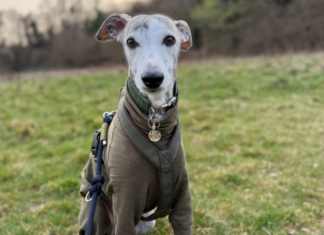 Kreuzbandriss beim Whippet: Astas langer Weg zurück auf den Trail Asta, ein Whippet-Mädchen mit einem olivefarbenen Mantel und Geschirr, sitzt auf einer Wiese und schaut direkt in die Kamera. Dies ist das Titelbild für einen Erfahrungsbericht über ihren Kreuzbandriss und ihre TPLO-Operation.