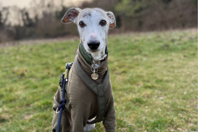 Asta, ein Whippet-Mädchen mit einem olivefarbenen Mantel und Geschirr, sitzt auf einer Wiese und schaut direkt in die Kamera. Dies ist das Titelbild für einen Erfahrungsbericht über ihren Kreuzbandriss und ihre TPLO-Operation.