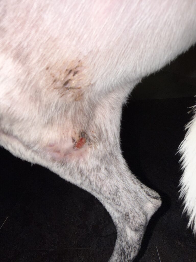 Entzündete Stelle und Hautreizung an der TPLO-Narbe eines Whippets.