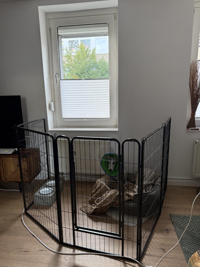 Ein Whippet liegt sicher in einem Laufstall, der als geschützter Schlafbereich nach einer TPLO-OP dient.