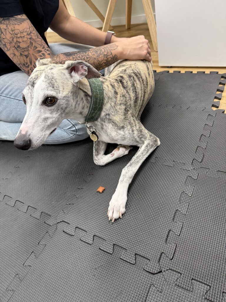 Gezielte Massage eines Whippet-Hinterbeins als Teil der physiotherapeutischen TPLO-Nachsorge.